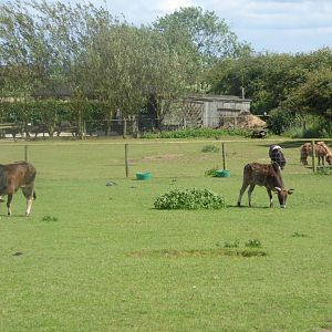 Dwarf Zebu and Shetland Pony paddocks, 12th June 2017