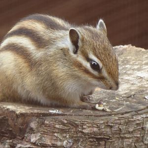Male Chipmunk, 21st June 2017