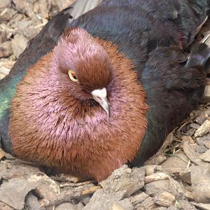 Archangel Pigeon, 21st June 2017