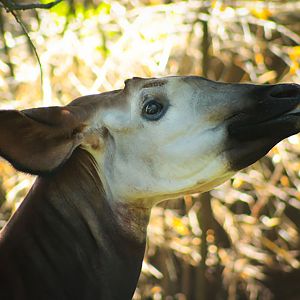Jul. 2017 - Rhino Reserve - Kuvua