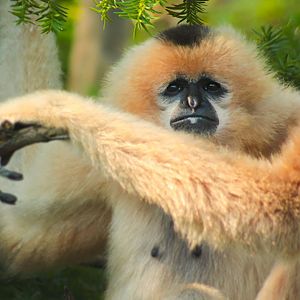 Jul. 2017 - Gibbon Islands - Buff-cheeked Gibbon