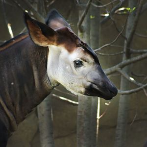 Jul. 2017 - Rhino Reserve - 4 Month-Old Moyo