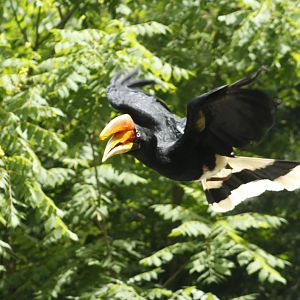 Jun. 2017 - Wings Of Wonder - Javan Rhinoceros Hornbill