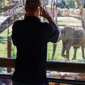 A snowleopard in its natural habitat