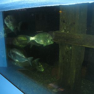 Fiskeriets Hus - Gilthead seabream tank