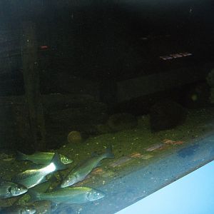 Fiskeriets Hus - Mixed saltwater tank