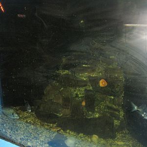 Fiskeriets Hus - Gilthead seabram tank
