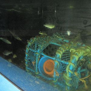 Fiskeriets Hus - Mixed saltwater tank