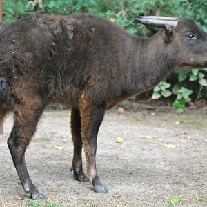 Mountain Anoa (Bubalus quarlesi)