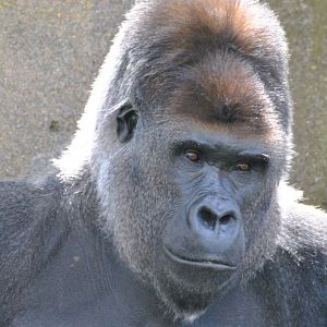 Western lowland gorilla (Gorilla gorilla gorilla)