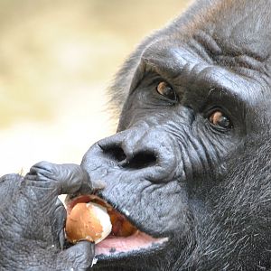 Western lowland gorilla (Gorilla gorilla gorilla)