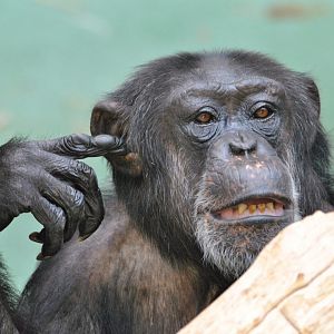 West-african chimpanzee (Pan troglodytes verus)