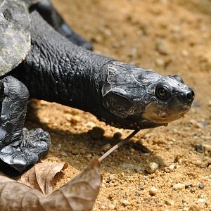 Yellow-spotted river turtle (Podocnemis unifilis)