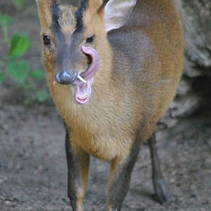Formosan Reeve´s muntjac (Muntiacus reevesi micurus)