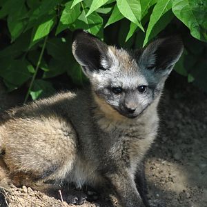 Young bat-eared fox (Otocyon megalotis)