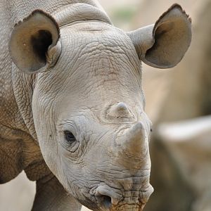 Young eastern black rhino (Diceros bicornis michaeli)