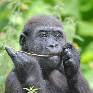 Western lowland gorilla (Gorilla gorilla gorilla)