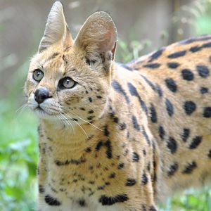 Serval (Leptailurus serval)