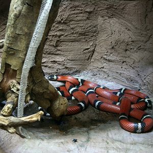 Pueblan milk snakes