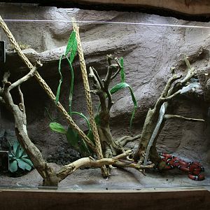 Pueblan milk snake exhibit