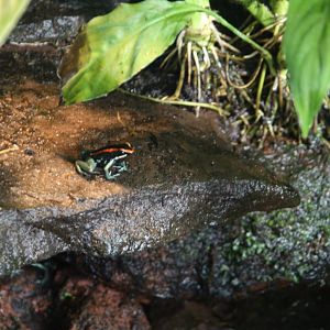 Poison dart frog