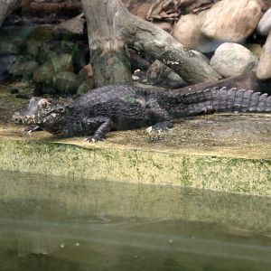 Cuvier's dwarf caiman