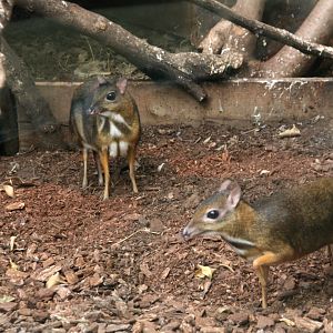 Java mouse-deer