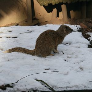 Yellow mongoose