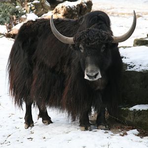 Yak