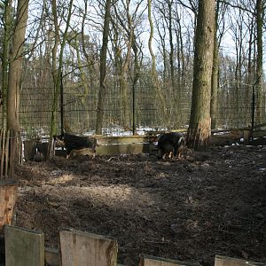 Mangalica pig enclosure