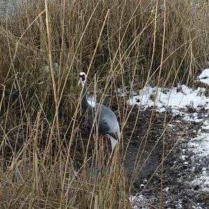 White-naped crane