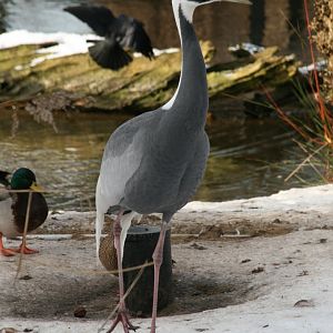 White-naped crane