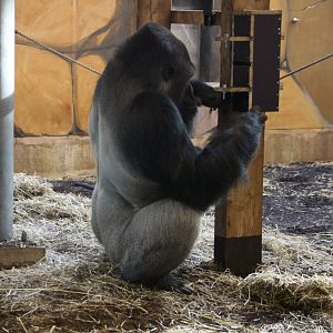 Western lowland gorilla