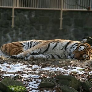 Siberian tiger