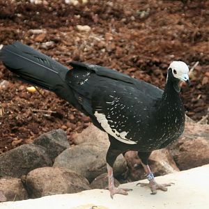 Blue-throated piping guan