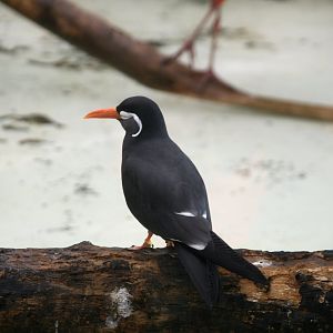 Inca tern