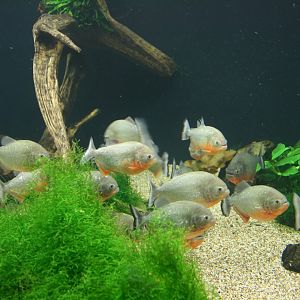Red-bellied piranhas