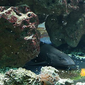 Brownbanded bamboo shark