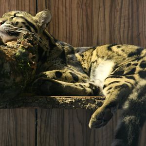 Clouded leopard
