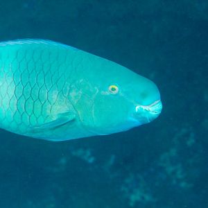 Ember Parrotfish