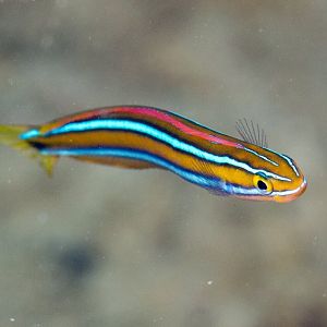 Bluestriped Fangblenny