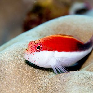 Freckled Hawkfish