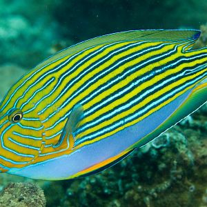 Lined Surgeonfish