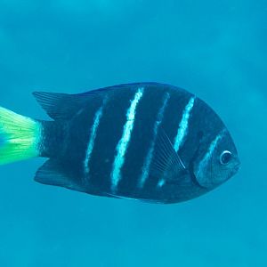 Yellowtail Sergeant