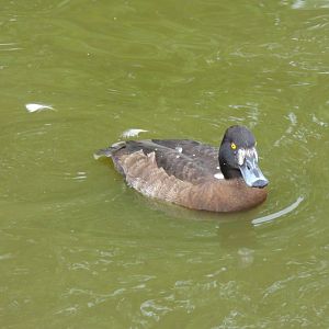 New Zealand Scaup
