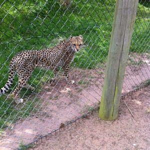 Sudan Cheetah close to the fence