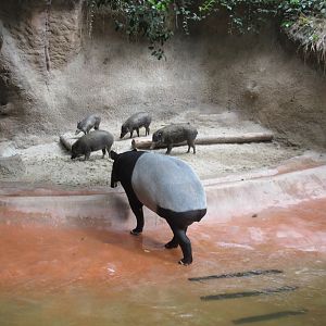 Malayan Tapir + Visayan Warty Pigs