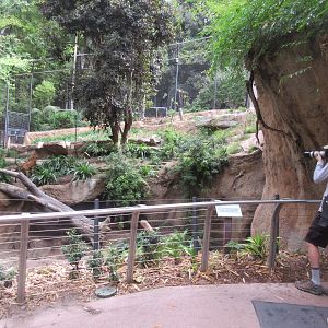 Tiger River (with a ZooChatter!)