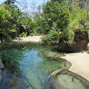 Gharial Exhibit (also with a dozen turtle species)