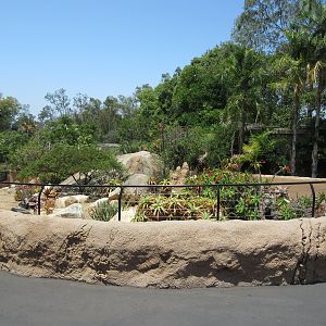 Black-Throated Monitor Exhibit (enormous!)